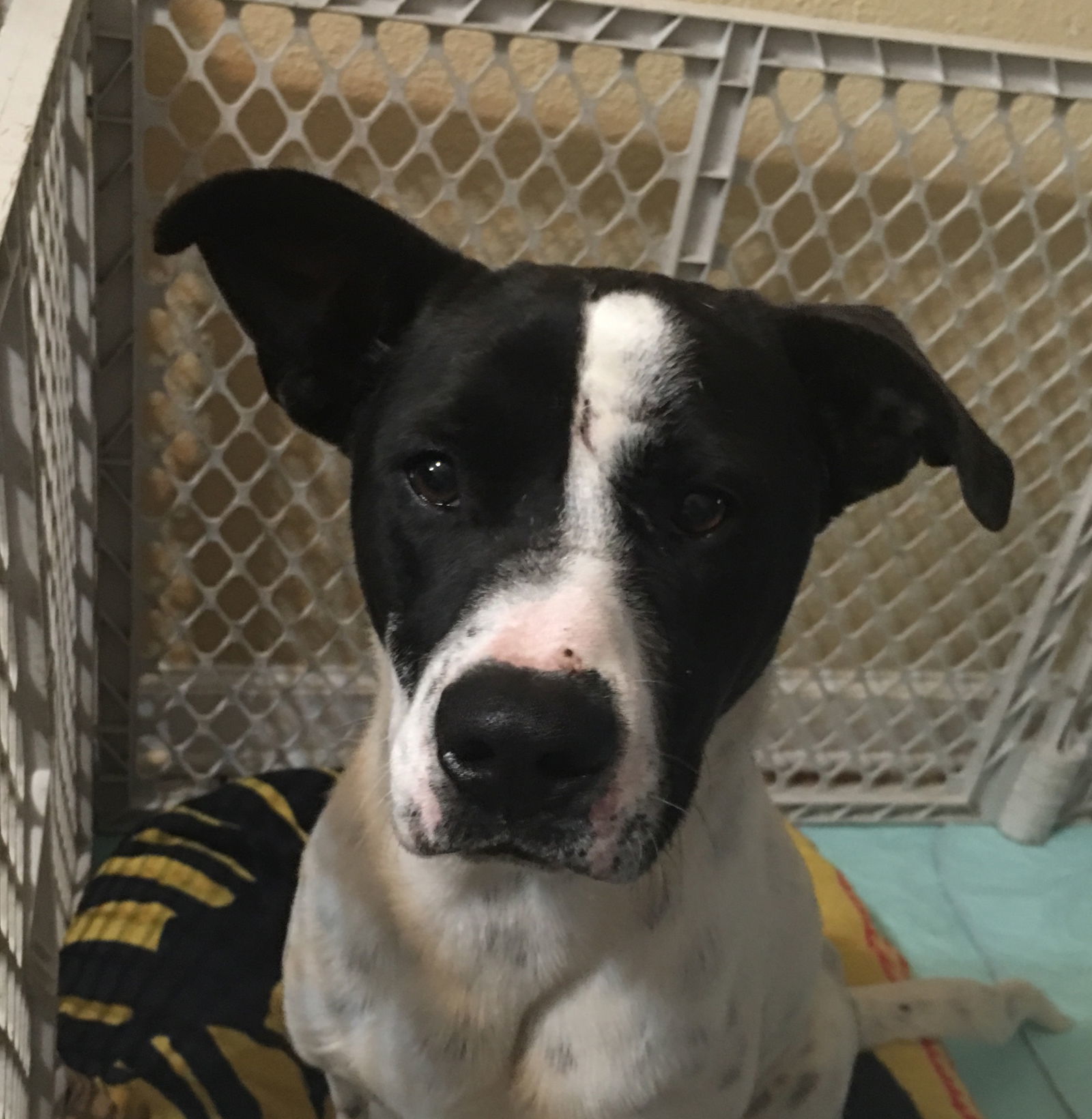 Freckles, an adoptable Labrador Retriever, Hound in Slidell, LA, 70469 | Photo Image 2