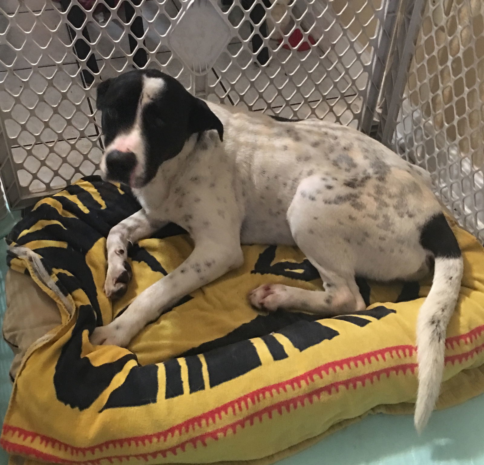 Freckles, an adoptable Labrador Retriever, Hound in Slidell, LA, 70469 | Photo Image 3