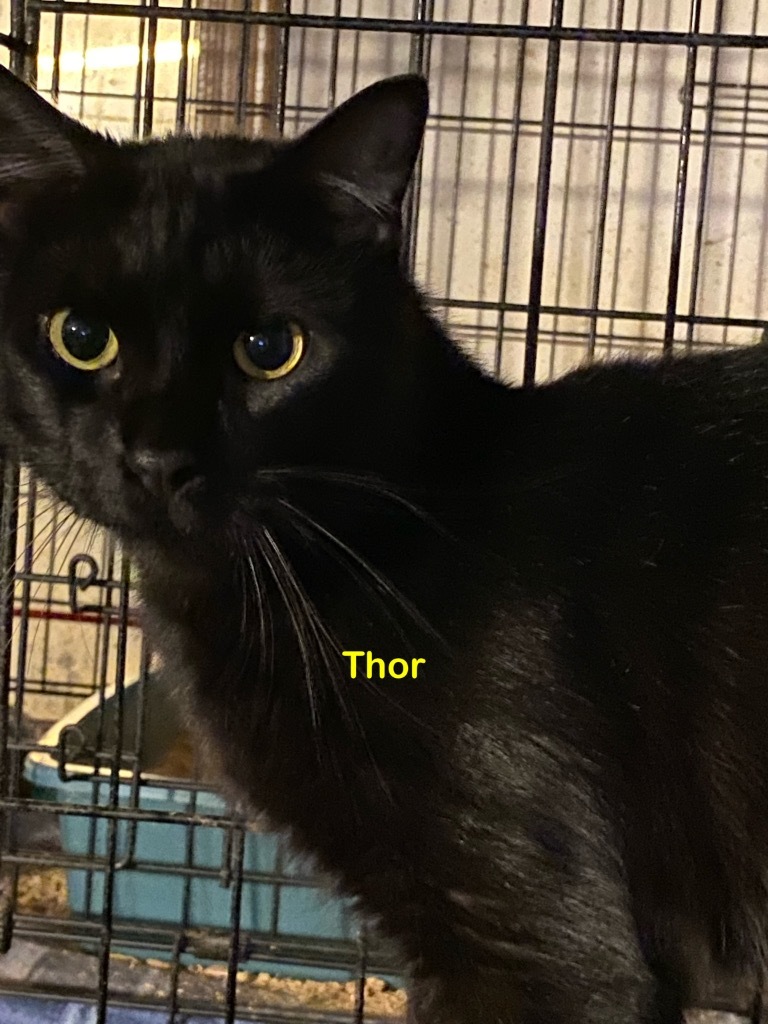 Thor, an adoptable Domestic Short Hair in Plattsburgh, NY, 12901 | Photo Image 1