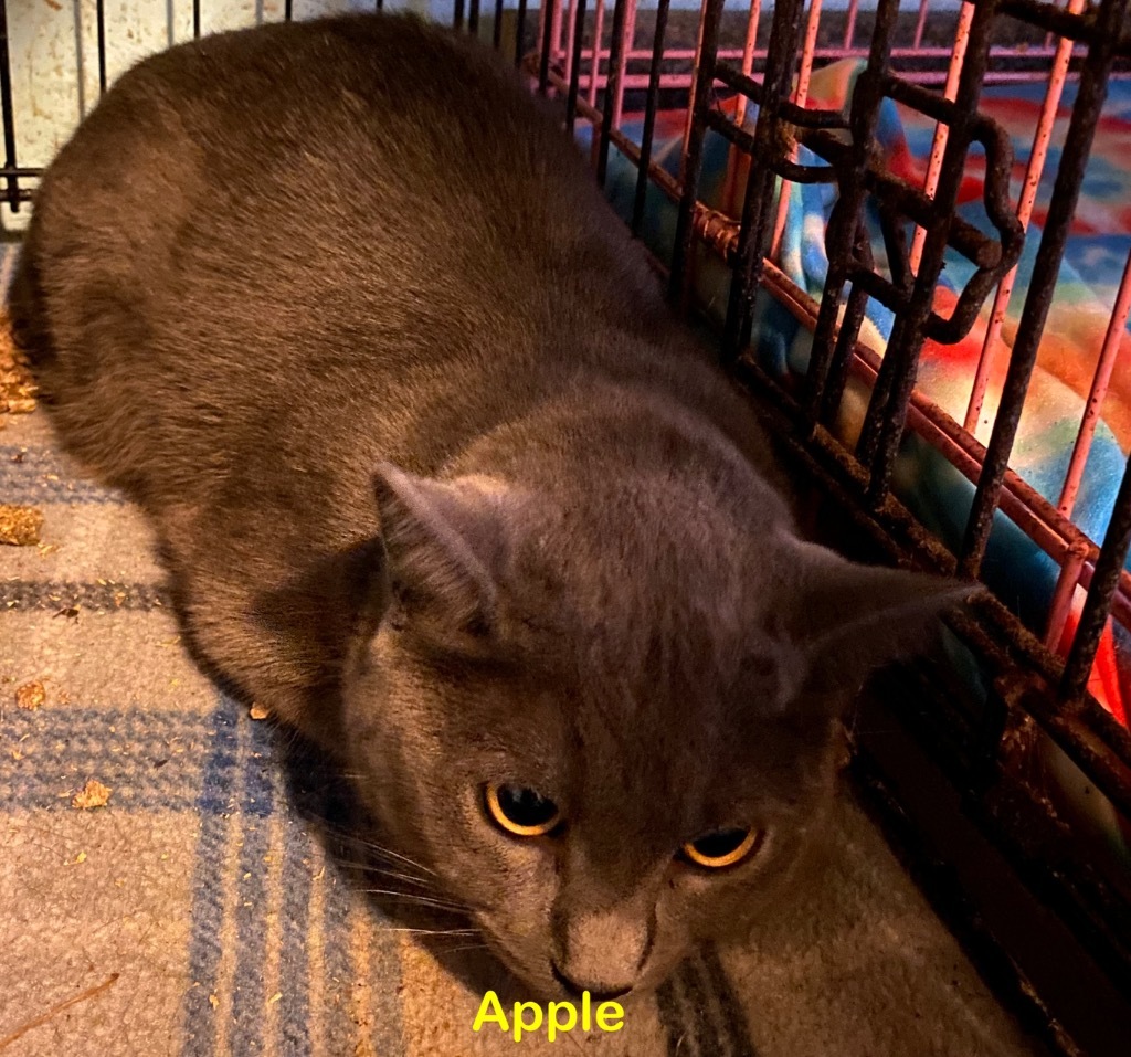 Apple, an adoptable Domestic Short Hair in Plattsburgh, NY, 12901 | Photo Image 1