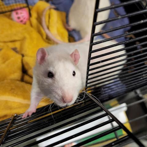 Grell Sutcliff, an adoptable Rat in Philadelphia, PA_image-1
