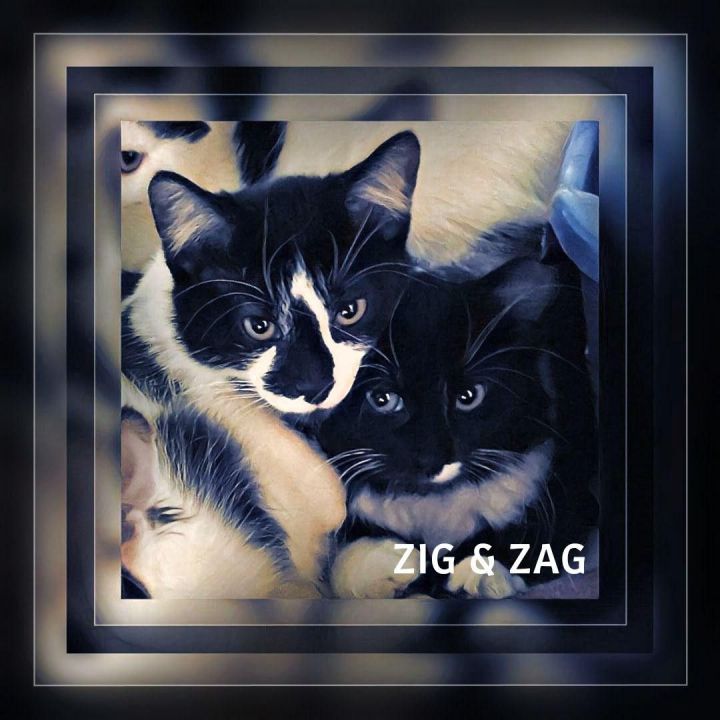 Zig 3