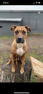 Nikki , an adoptable Boxer in London, ON, N5Y 5P5 | Photo Image 1