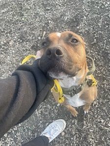 Nikki , an adoptable Boxer in London, ON, N5Y 5P5 | Photo Image 2
