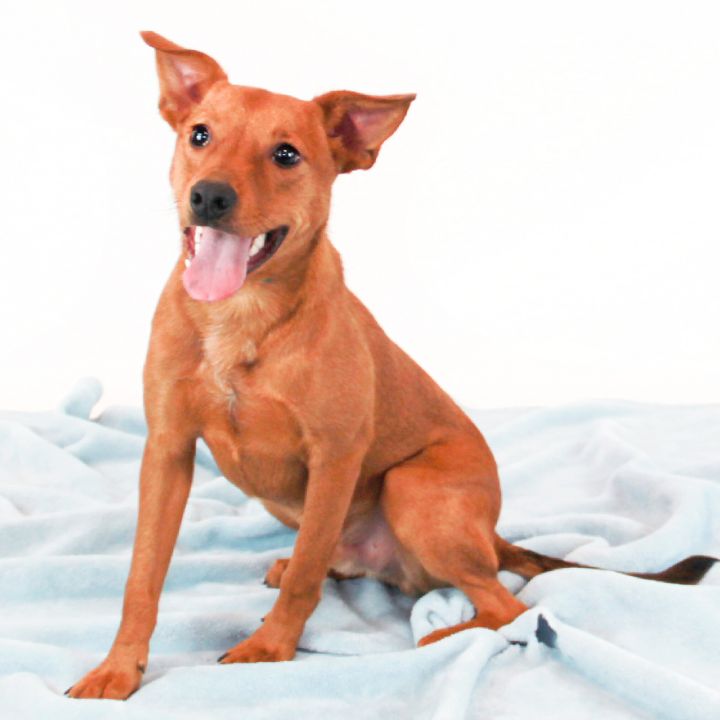Pluto, an adopted Terrier Mix in Clovis, CA_image-1