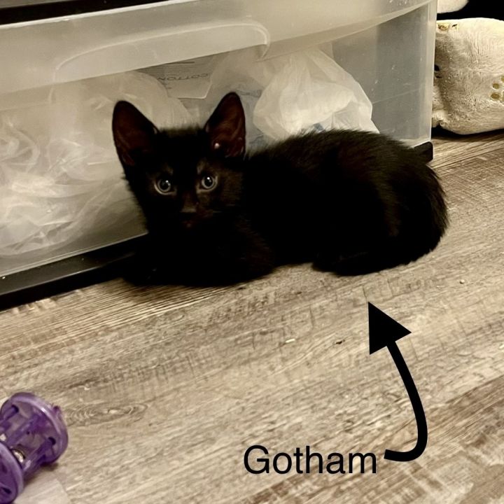 Gotham 3