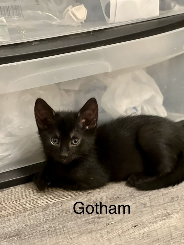 Gotham, an adoptable Domestic Short Hair Mix in Omaha, NE_image-1