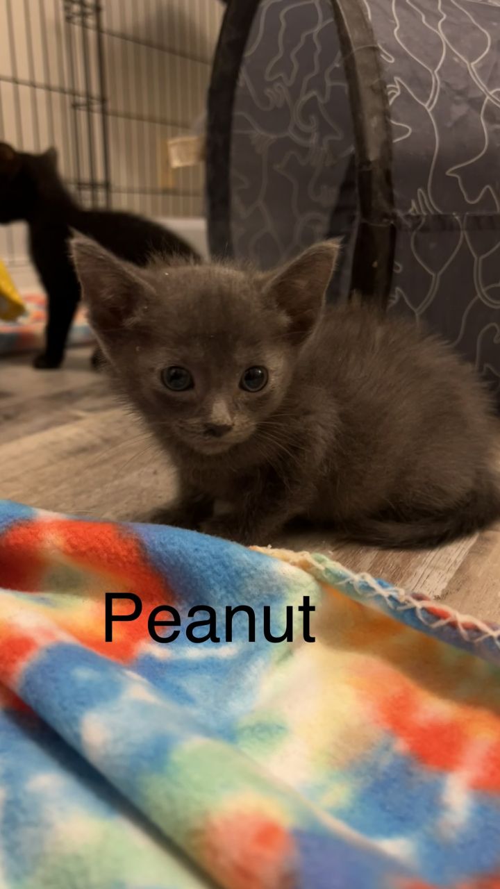 Peanut 2