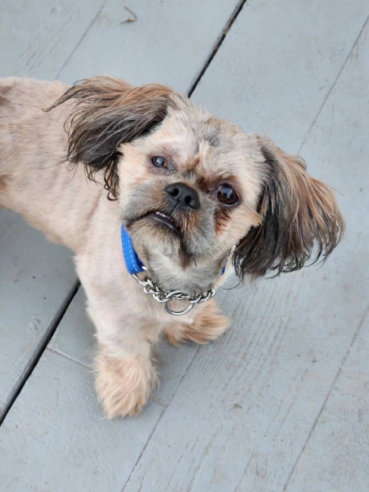 do shih tzu have overbite