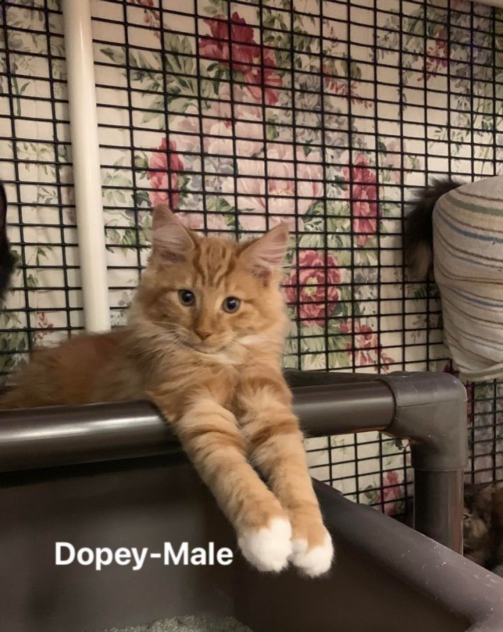 Dopey, an adopted Domestic Long Hair in Montville, NJ_image-1