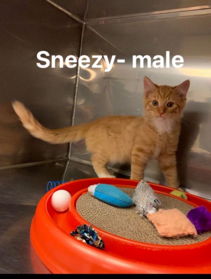 Sneezy, an adopted Domestic Long Hair in Montville, NJ_image-1
