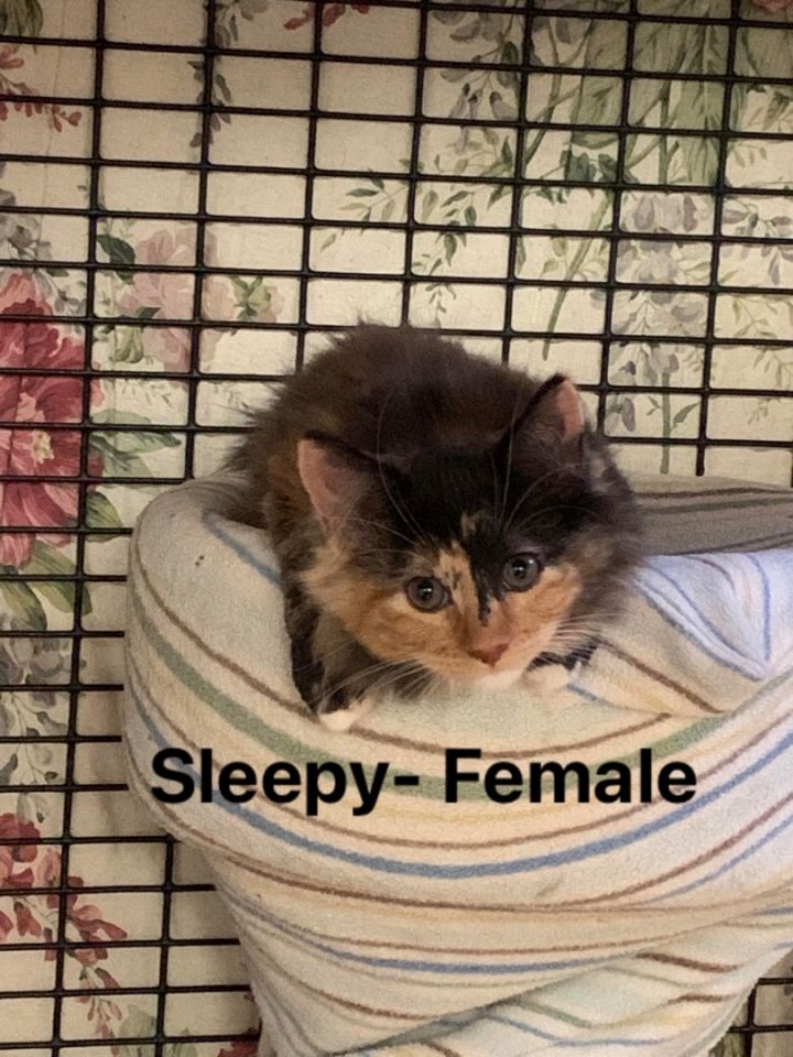 Sleepy, an adopted Domestic Long Hair in Montville, NJ_image-1