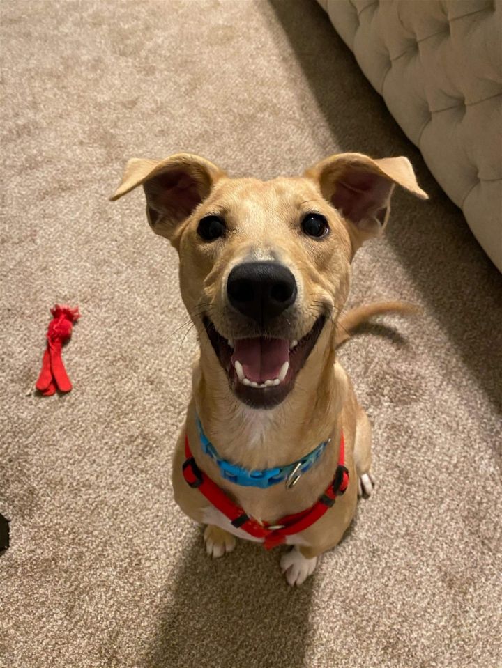 Brody 1