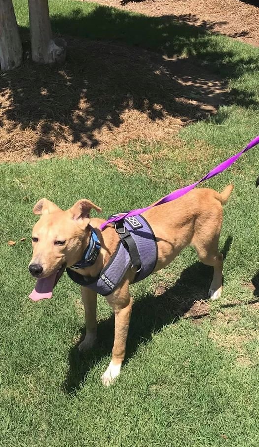 Brody, an adoptable Labrador Retriever Mix in Winder, GA_image-3