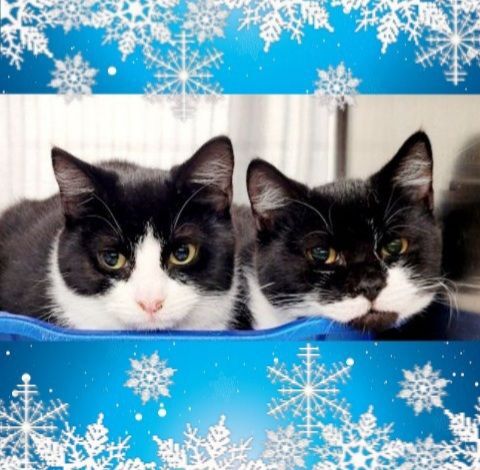 ANGUS & PORTER - Bonded Cuties!, an adopted Domestic Short Hair & Tuxedo Mix in Edison, NJ_image-6