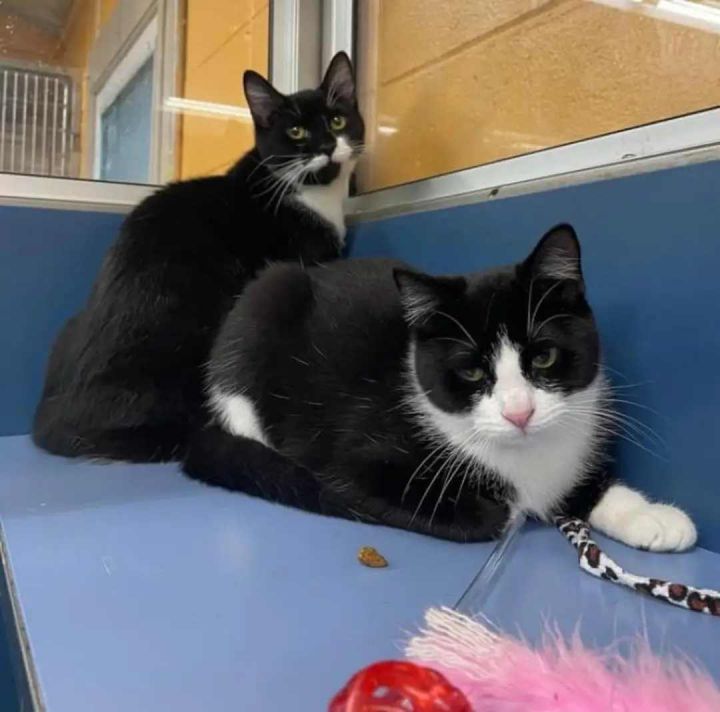 ANGUS & PORTER - Bonded Cuties!, an adopted Domestic Short Hair & Tuxedo Mix in Edison, NJ_image-1