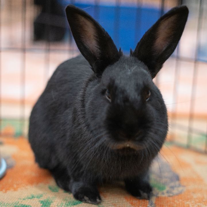 Bean, an adoptable Bunny Rabbit in Forest Hills, NY_image-2