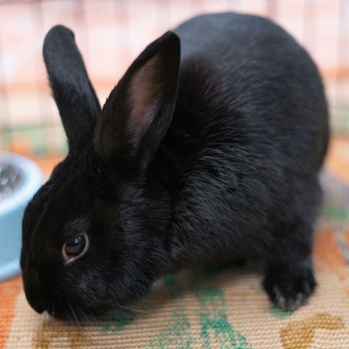 Bean, an adoptable Bunny Rabbit in Forest Hills, NY_image-1