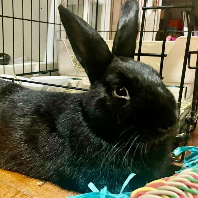 Bean, an adoptable Bunny Rabbit in Forest Hills, NY_image-5
