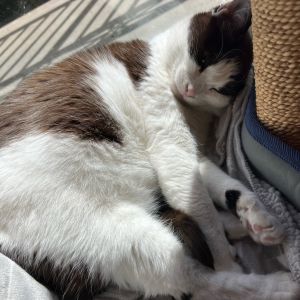 My name is Mila and Im a very sweet shy kitty who would love a small space of my own