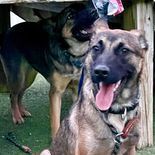 Liberty and Carly, an adoptable German Shepherd Dog Mix in Jefferson City, MO_image-1