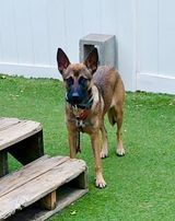 Liberty , an adoptable German Shepherd Dog & Belgian Shepherd / Malinois Mix in Jefferson City, MO_image-3