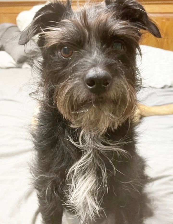 Oreo, an adoptable Miniature Schnauzer & Terrier Mix in Blue Ridge, GA_image-2