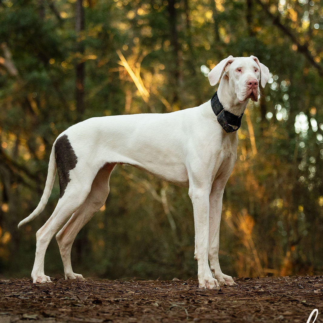 are all white great danes deaf and blind