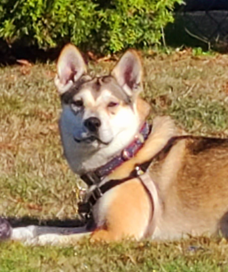 SIERRA - D3472br, an adoptable Husky in Burlington, WA, 98233 | Photo Image 2
