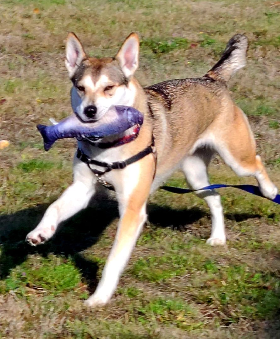 SIERRA - D3472br, an adoptable Husky in Burlington, WA, 98233 | Photo Image 1
