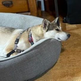 SIERRA - D3472br, an adoptable Husky in Burlington, WA, 98233 | Photo Image 4
