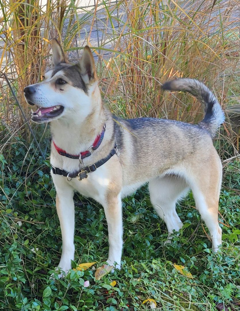 SIERRA - D3472br, an adoptable Husky in Burlington, WA, 98233 | Photo Image 6