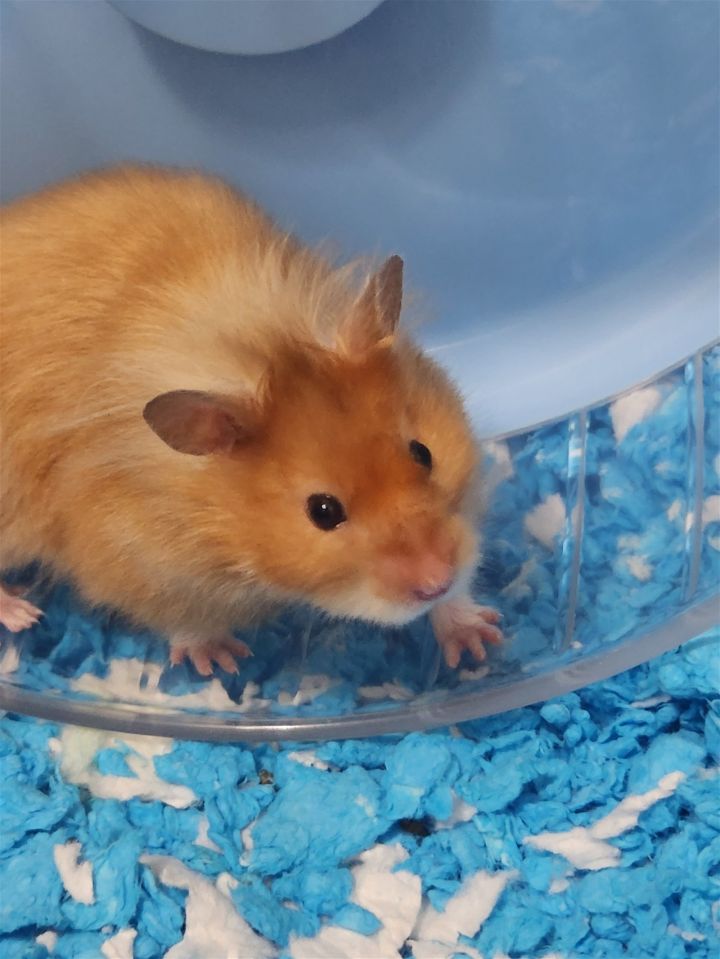 Hubert, an adopted Hamster in Philadelphia, PA_image-2