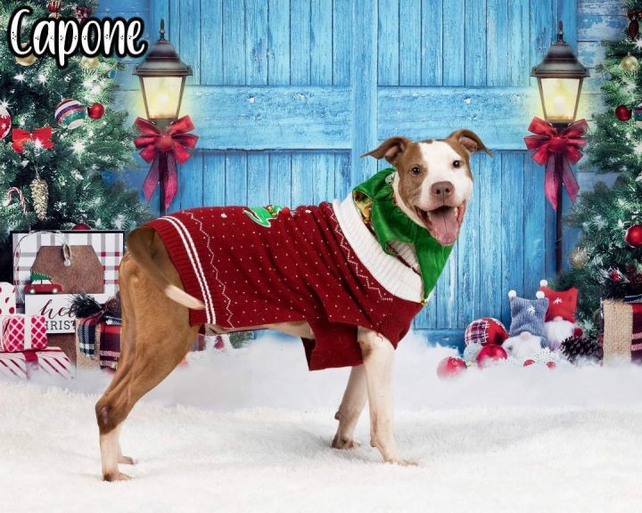 CAPONE, an adopted Terrier & Pit Bull Terrier Mix in Flint, MI_image-2