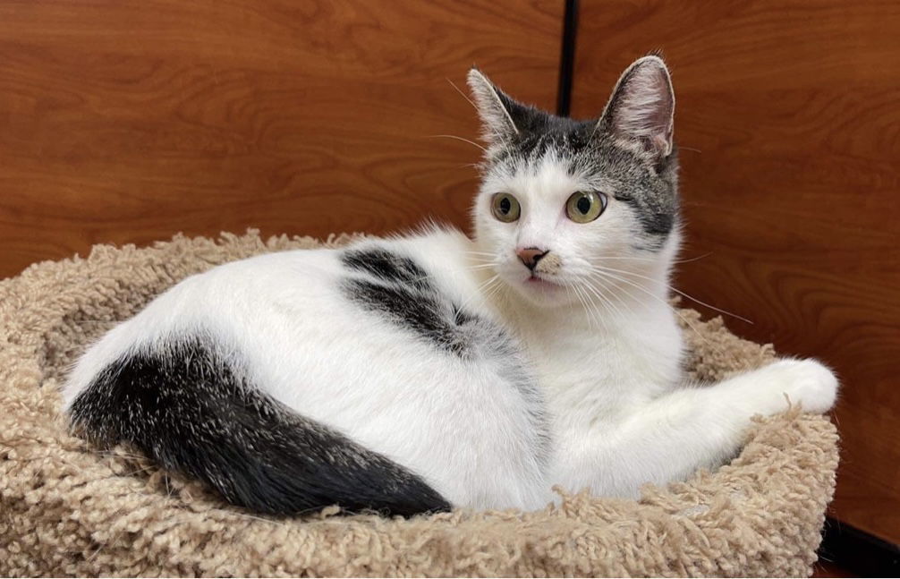 Amber, an adoptable Domestic Short Hair in Irving, TX, 75061 | Photo Image 1