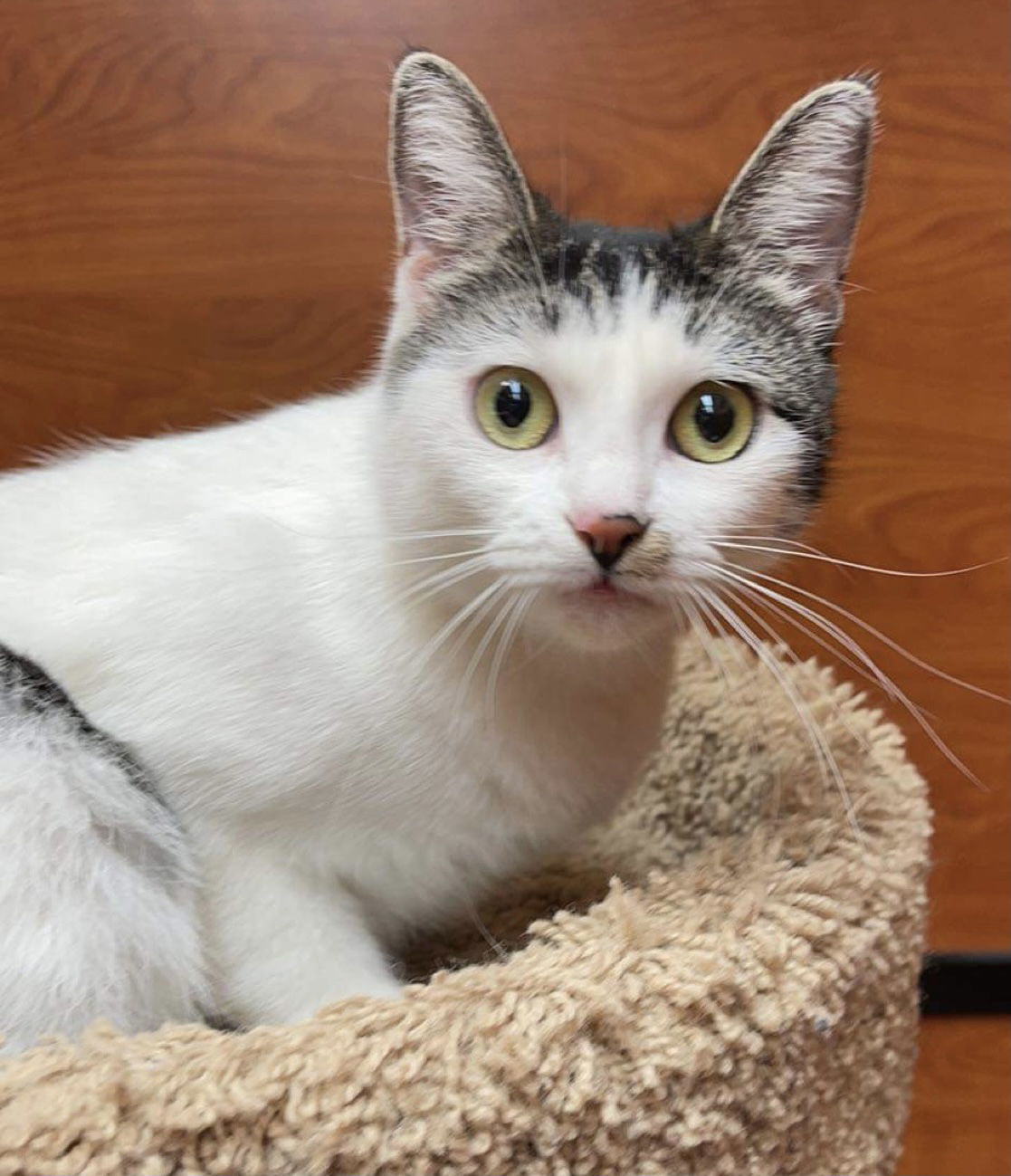 Amber, an adoptable Domestic Short Hair in Irving, TX, 75061 | Photo Image 2