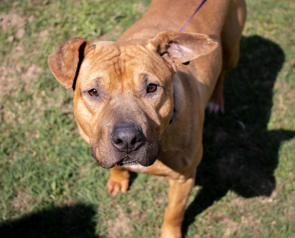 BARITONE, an adoptable Mixed Breed in Florence, SC, 29506 | Photo Image 1