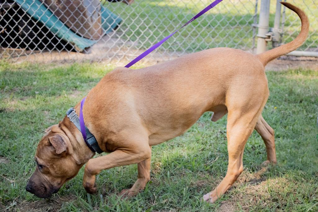 BARITONE, an adoptable Mixed Breed in Florence, SC, 29506 | Photo Image 5