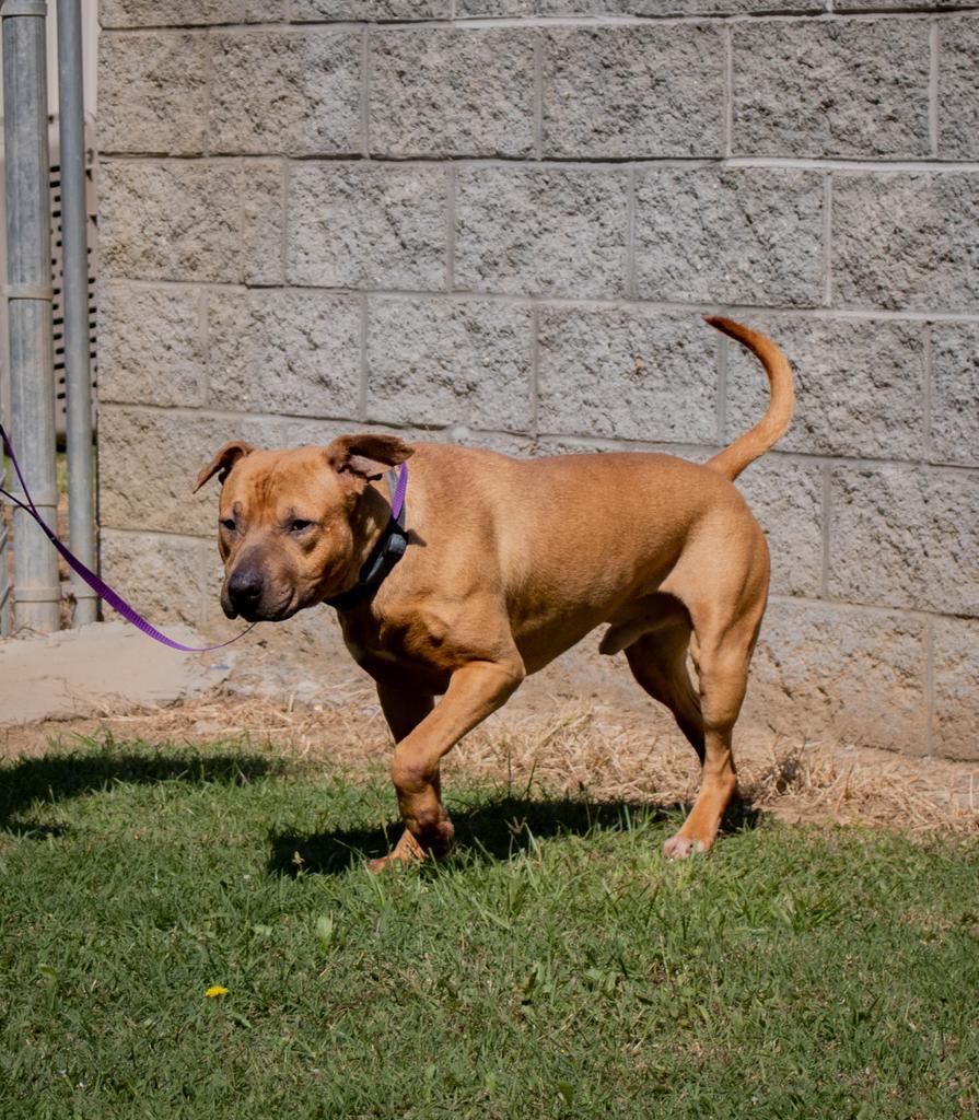 BARITONE, an adoptable Mixed Breed in Florence, SC, 29506 | Photo Image 6