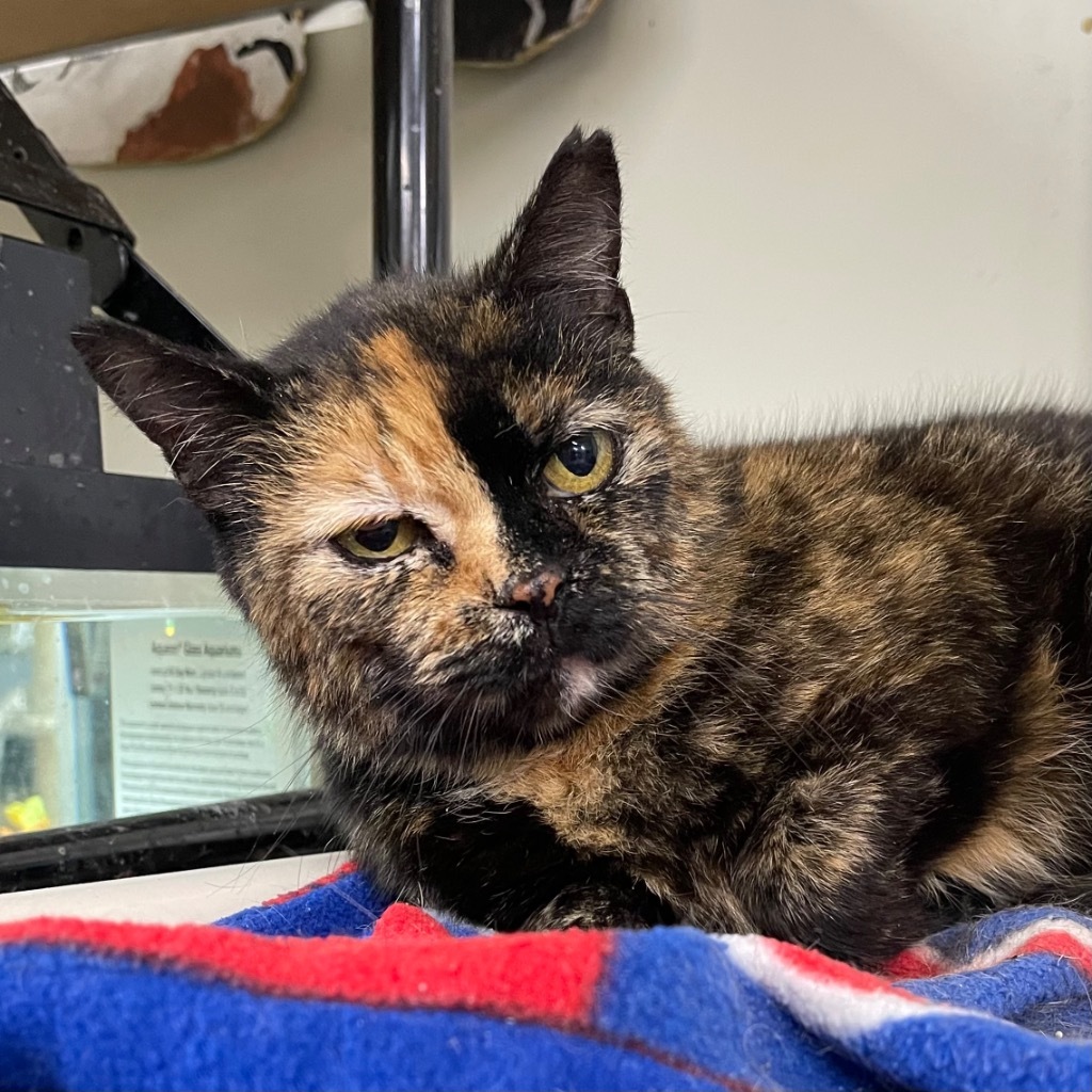 SYMPHONY, an adoptable Domestic Short Hair in Battle Creek, MI, 49017 | Photo Image 1