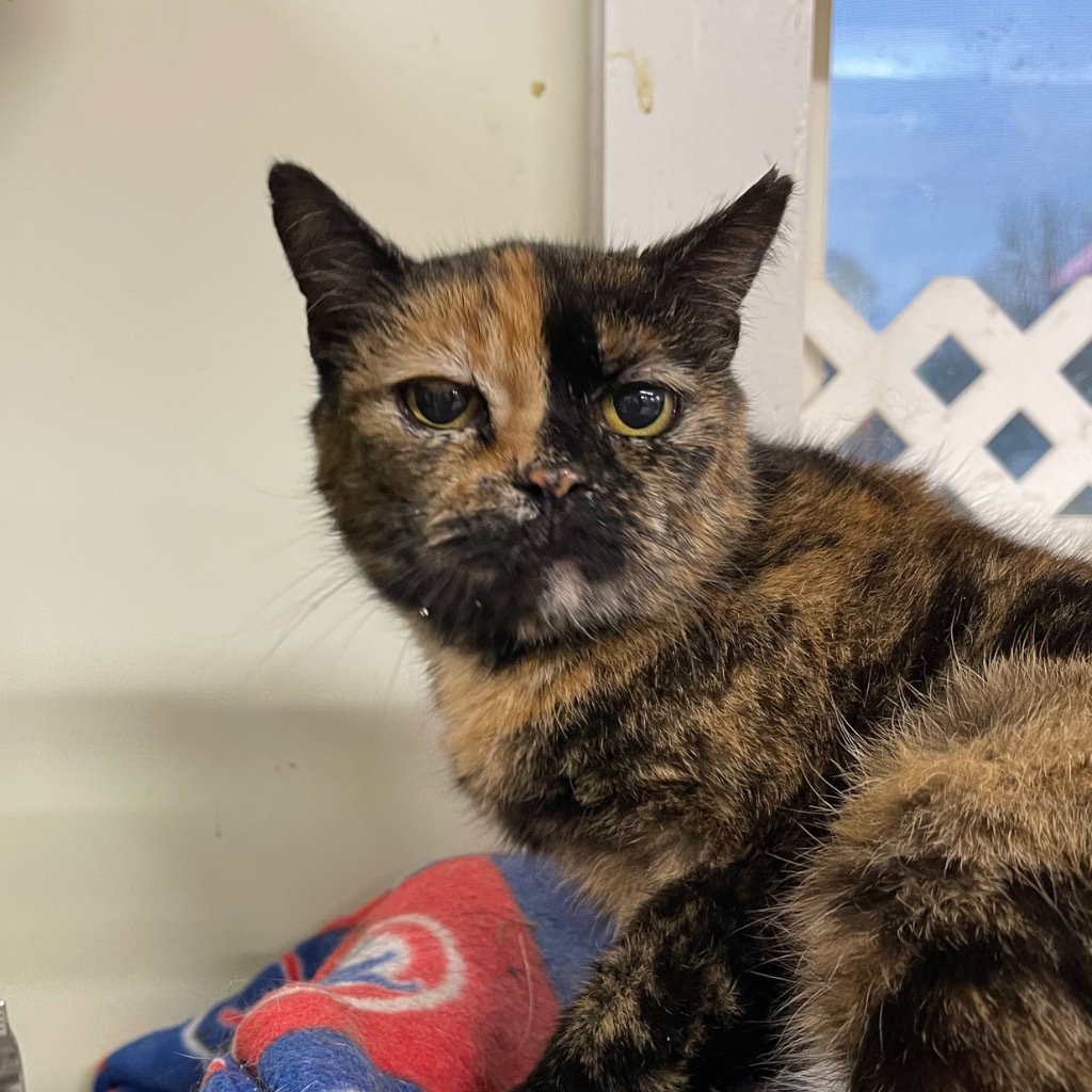 SYMPHONY, an adoptable Domestic Short Hair in Battle Creek, MI, 49017 | Photo Image 2