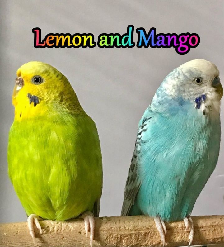 Lemon and Mango, an adoptable Budgie / Budgerigar in Valrico, FL_image-1
