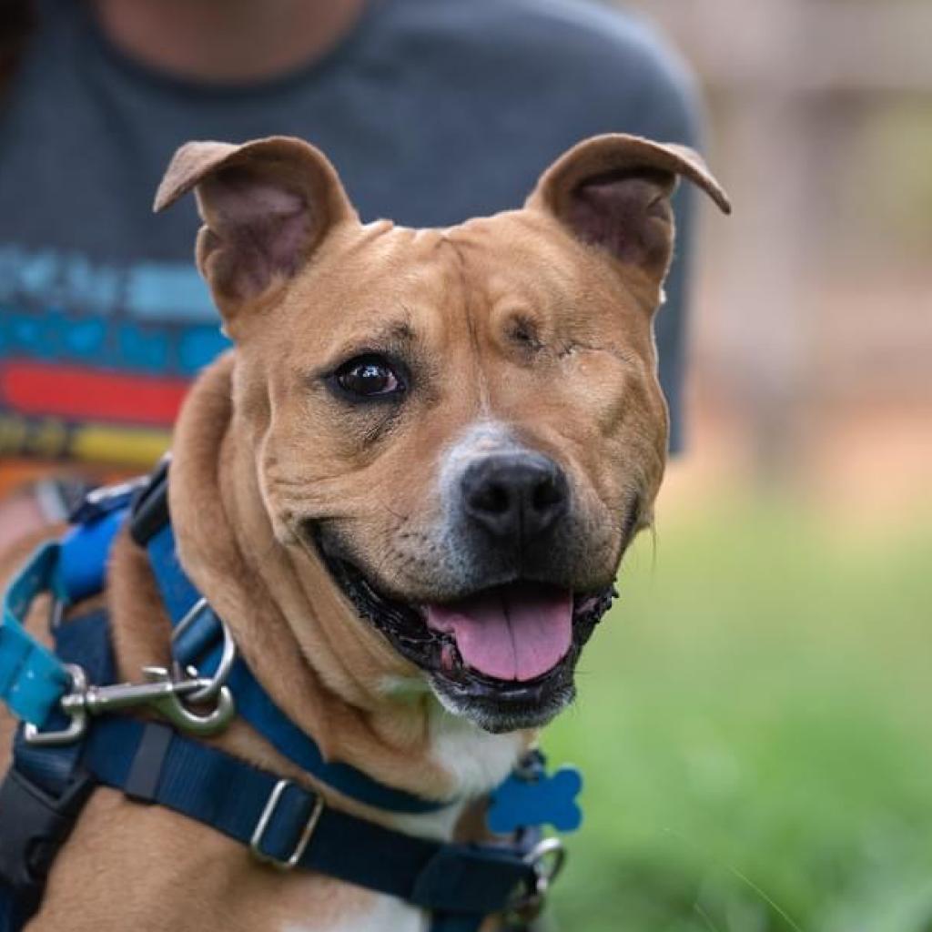 Norberta, an adoptable Pit Bull Terrier in Kanab, UT, 84741 | Photo Image 1