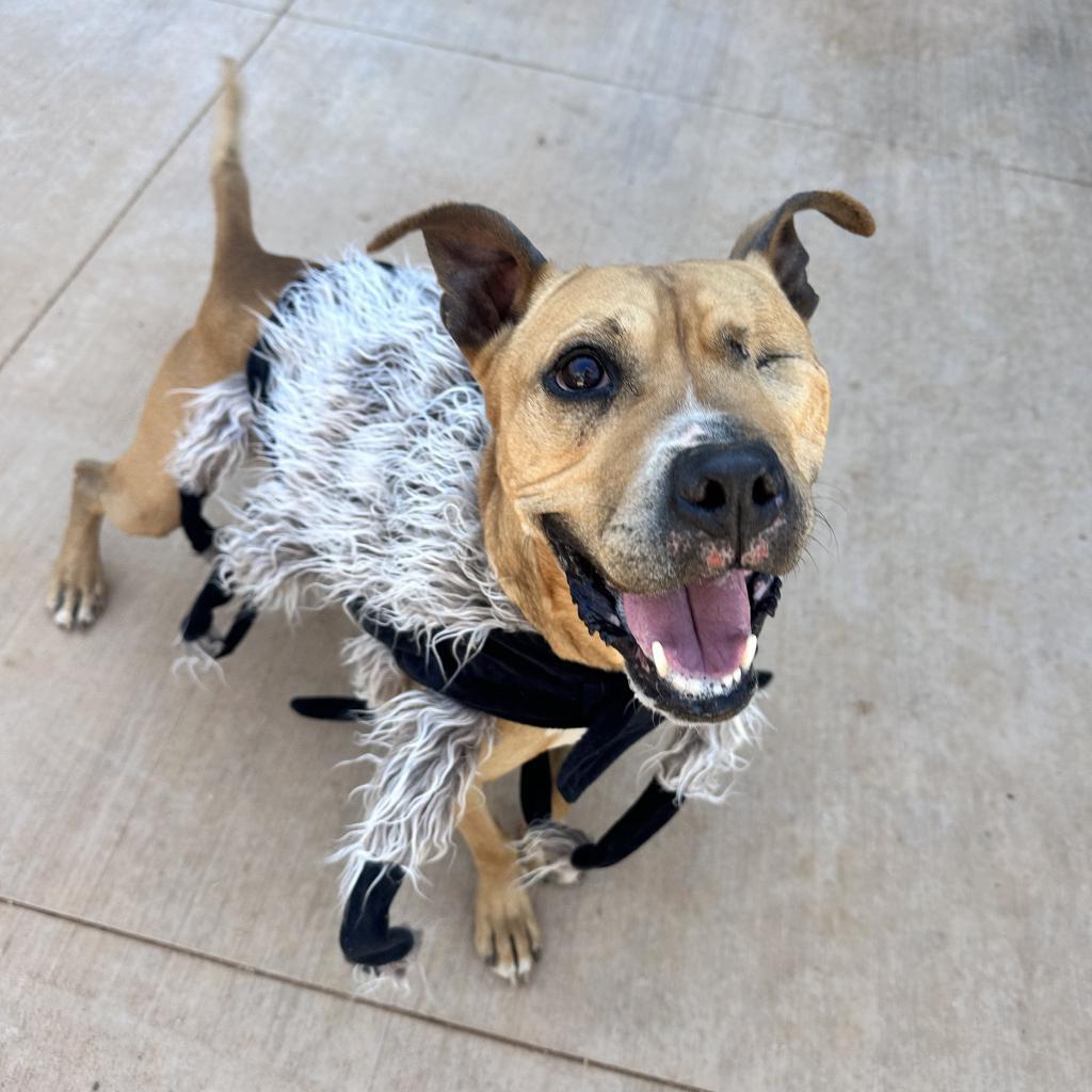 Norberta, an adoptable Pit Bull Terrier in Kanab, UT, 84741 | Photo Image 1