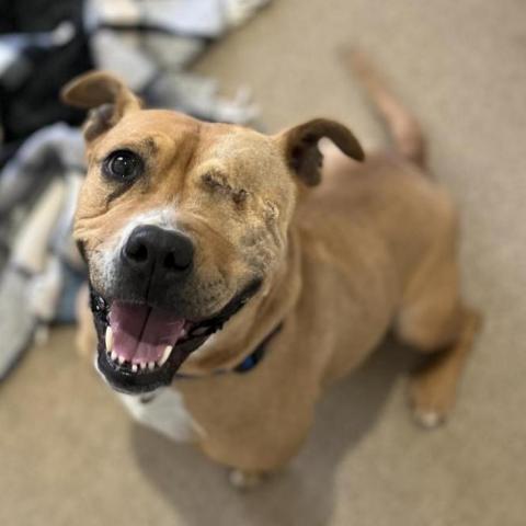 Norberta, an adoptable Pit Bull Terrier in Kanab, UT, 84741 | Photo Image 2