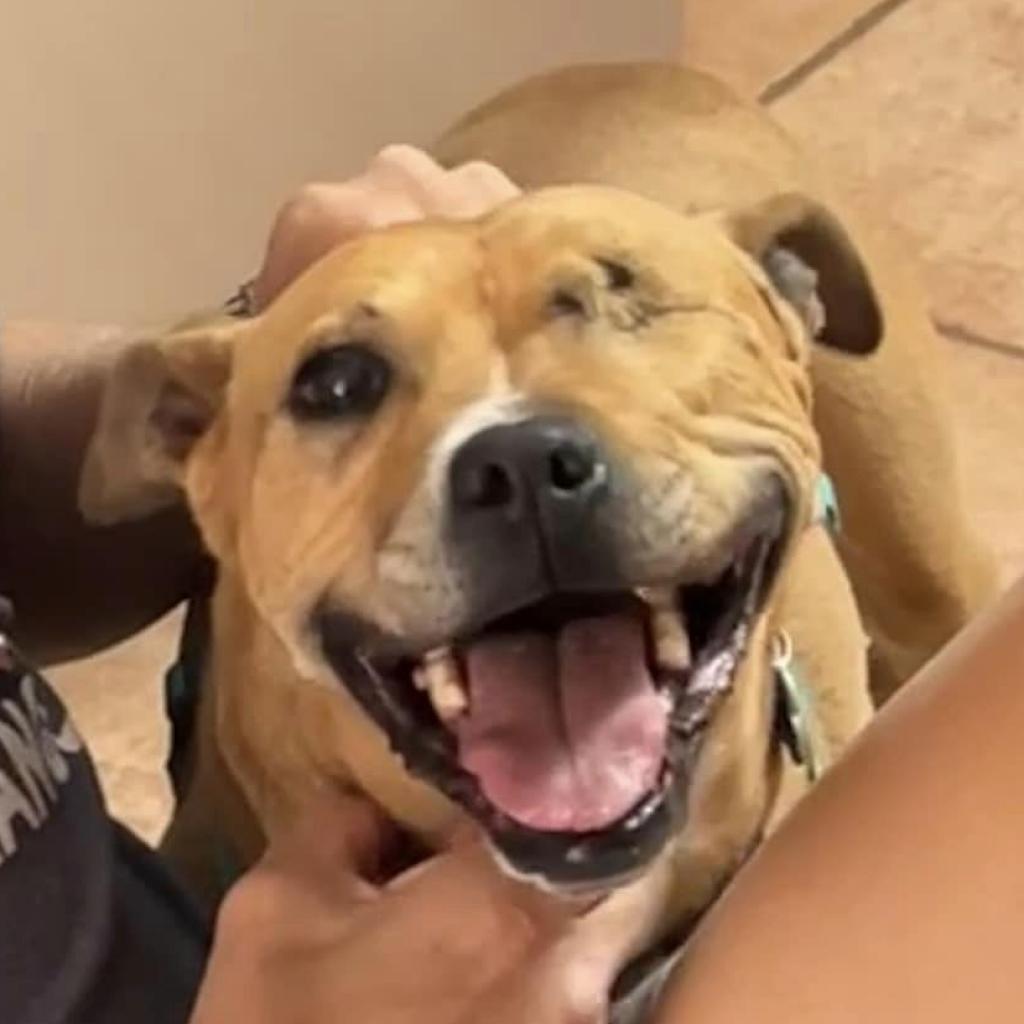 Norberta, an adoptable Pit Bull Terrier in Kanab, UT, 84741 | Photo Image 3