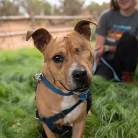 Norberta, an adoptable Pit Bull Terrier in Kanab, UT, 84741 | Photo Image 4