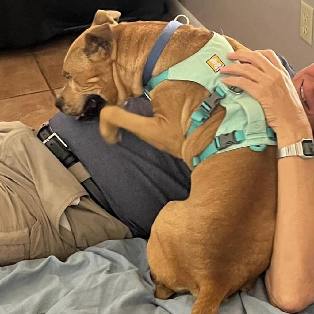 Norberta, an adoptable Pit Bull Terrier in Kanab, UT, 84741 | Photo Image 4