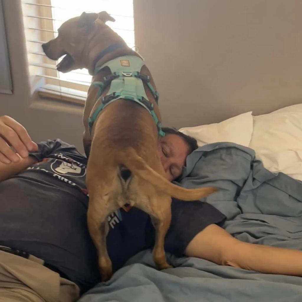 Norberta, an adoptable Pit Bull Terrier in Kanab, UT, 84741 | Photo Image 5