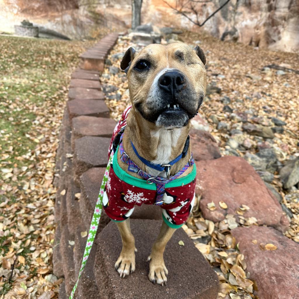 Norberta, an adoptable Pit Bull Terrier in Kanab, UT, 84741 | Photo Image 6